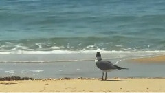 Wonderful Chill Out - Spanish Guitar Music And Waves Sounds