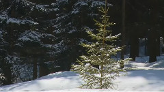 Frozen In Time