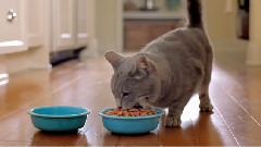Seafood Sensations Cat Food