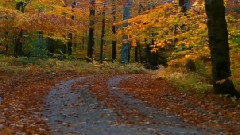 Fall Is Coming Soon