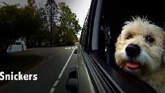 Dogs In Cars