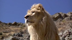 Lufuno The White Lion