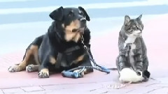 Собака кот и мышь