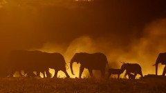 Walk Africa