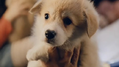 McVitie's消化饼干广告
