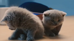McVitie's消化饼干广告