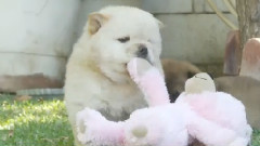 Chow Puppies Have Their Way With A Teddy Bear