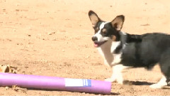 Corgi Doesn't Trust Pool Noodle