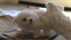 Super Slow Motion Maltese Puppies Playing