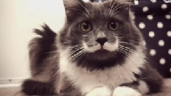 Hamilton The Hipster Cat's Guide To Going On A Date