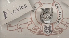 Cats Remake Hunger Games With Cardboard!