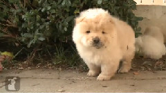 Chow Puppy Wants Watermelon