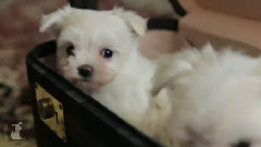 How Many Maltese Puppies Fit In This Box