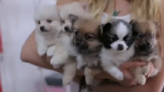 Get Hypnotized By The Cute Pomeranian Babies