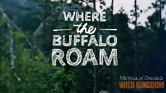 Where The Buffalo Roam