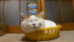 Прикол