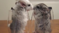 Chinchilla Love & Kisses