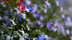 The Colors Of Harmony
