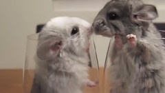 Chinchilla Love