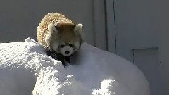 Red Panda Playing In The Snow