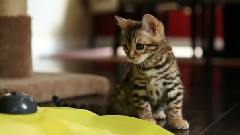Bengal Kittens Mesmerized By Spinning Circle Toy