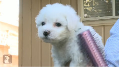 Brushing A Fluffy Bichon Frise Puppy