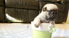 Pretty Pug Puppy Is A Beautiful Flower