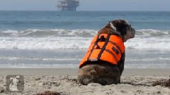 Surfing Bulldog