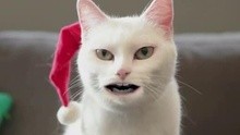  - “叮当猫”卖萌唱圣诞歌