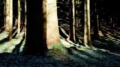 Spring Sunshine Forest