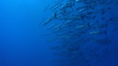 The Living Sea