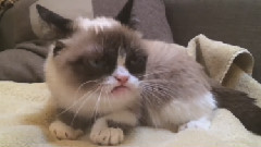 Grumpy Cat