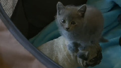Kitten Battles Pugs In The PUG-TA-GONE