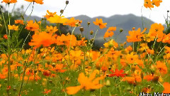 Summer Cosmos