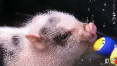 Perfectly Precious Potbelly Pigs