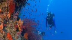Coral Reef Adventure
