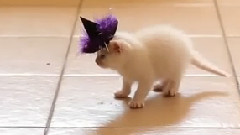 Kittens In Tiny Witch Hats