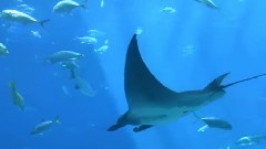 美国乔治亚水族馆