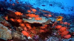 Coral Reef