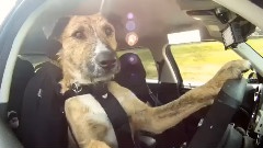 史上首只会开车的狗狗(The World's First Driving Dog)