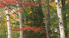 Living Landscapes Fall in New England