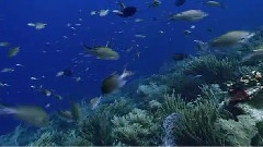 Oceanlife
