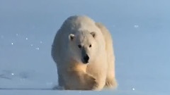 Move From The Arctic Summer