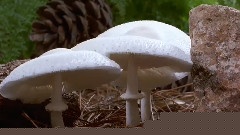 梦幻蘑菇
