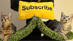 Will Kitty Catch It