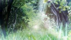 The Light Of Life