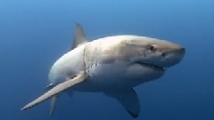Great White Shark Trailer
