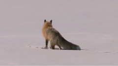 Fox Snow Dive
