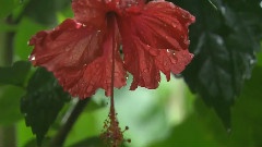 Amazing Insects
