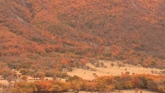 Musica Para Paisajes Que Serenan El Alma,Fantasia Musical No 8